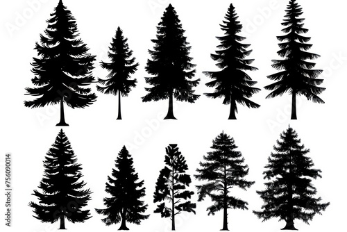 sets of a spruce tree, black and white silhouette
