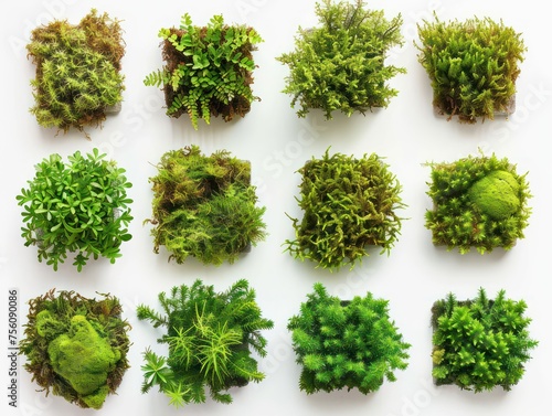 set herbarium of moss plant