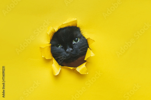 A funny black cat squeezes in and looks through a hole in yellow paper. Naughty pet and mischievous domestic animal. Peekaboo. Copy space. photo