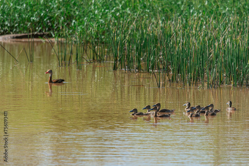  Familia de patos - Rondonópolis - Mato Grosso - Brasil photo