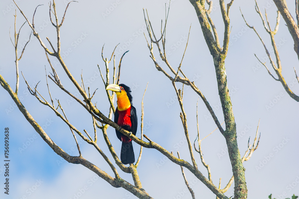 Obraz premium Tucano Silvestre - Brasil