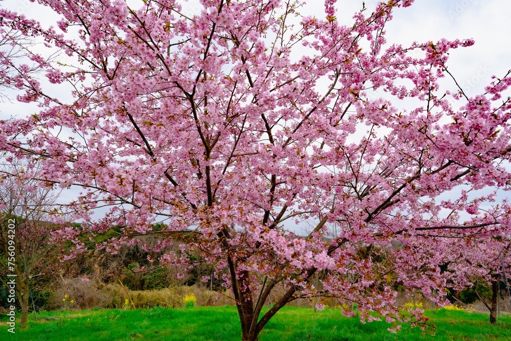 豊前の河津桜