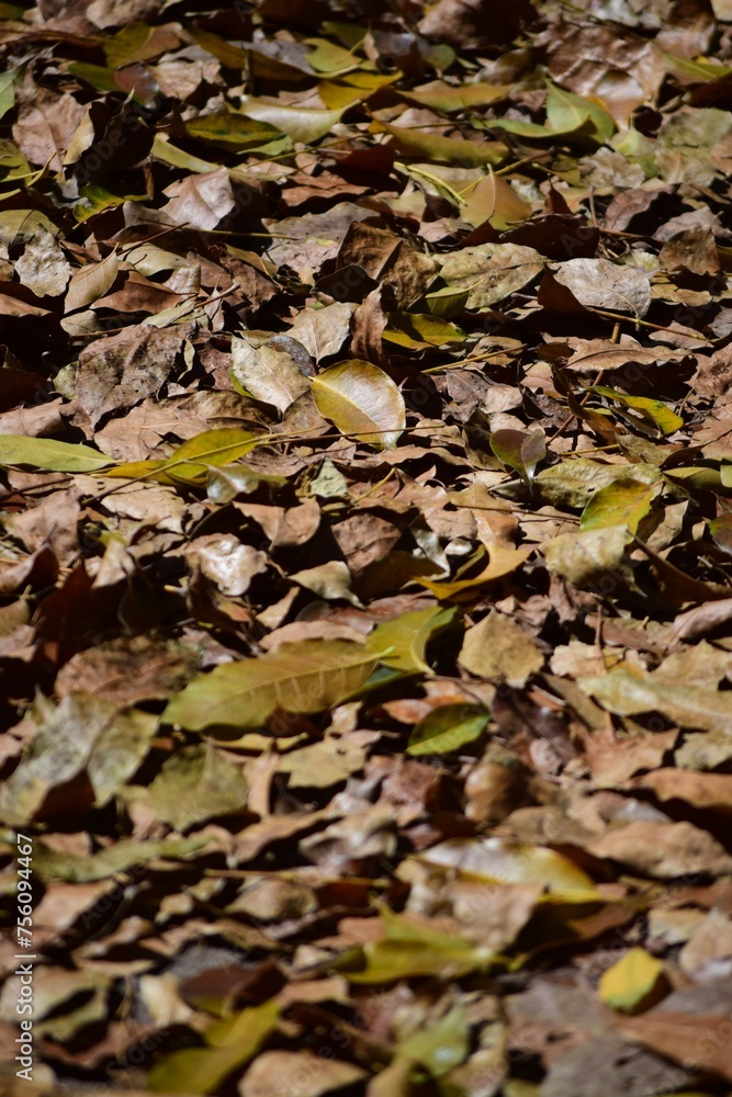 LLega el otoño,y las hojas de los arboles tapizan la tierra y cubren todo!