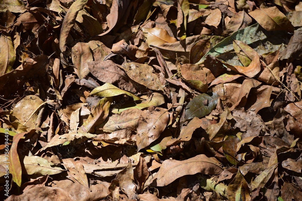 LLega el otoño,y las hojas de los arboles tapizan la tierra y cubren todo! LLega el otoño,y las hojas de los arboles tapizan la tierra y cubren todo!