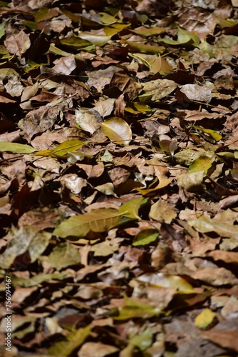 LLega el otoño,y las hojas de los arboles tapizan la tierra y cubren todo!