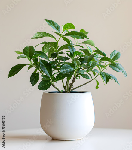 A houseplant in a white flowerpot rests on a table, adding a touch of nature to the room with its delicate twig and green leaves