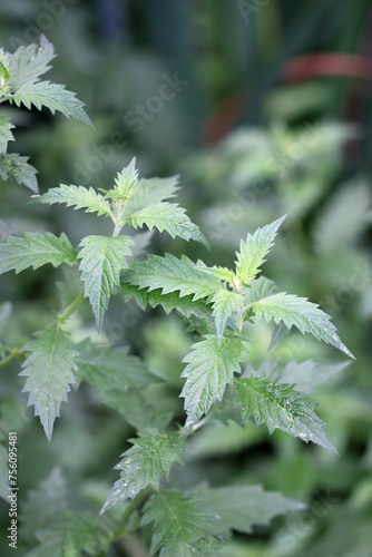 Gypsywort plant without flowers in close up