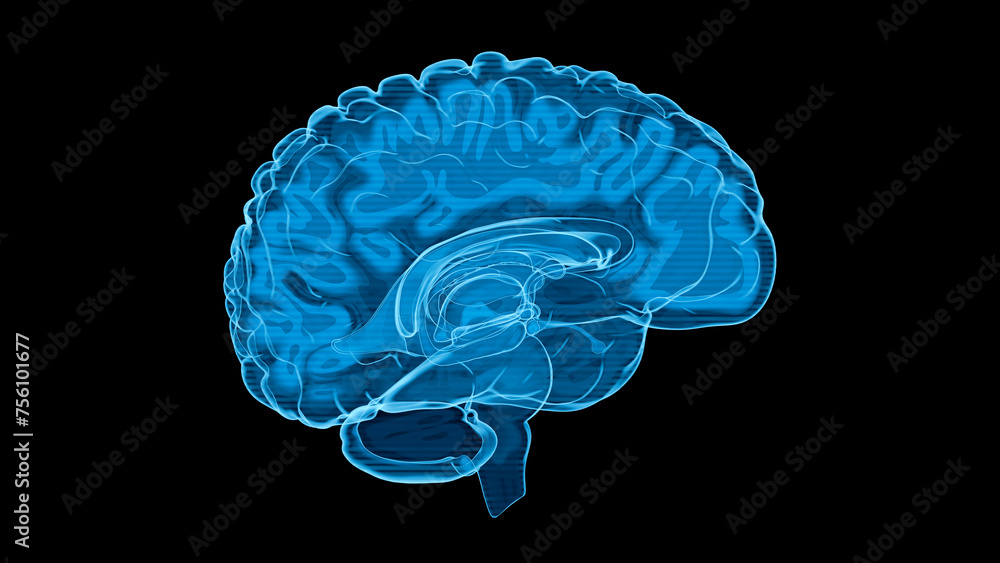 Human Brain X-Ray: Anatomy, Medicine and Science concept Human Brain X-Ray: Anatomy, Medicine and Science concept
