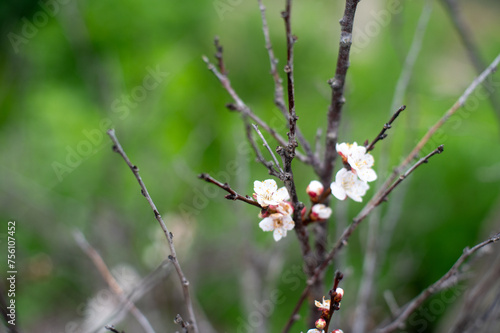 Closeup of a blooming fruit tree branch
