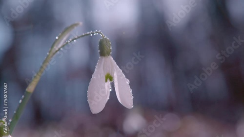 SLOW MOTION, CLOSE UP, DOF: A dewy gentle white snowbell flower sways gently in the after rain sunlight coming through the trees. After the springtime rain the flower is looking crisp and refreshed. photo