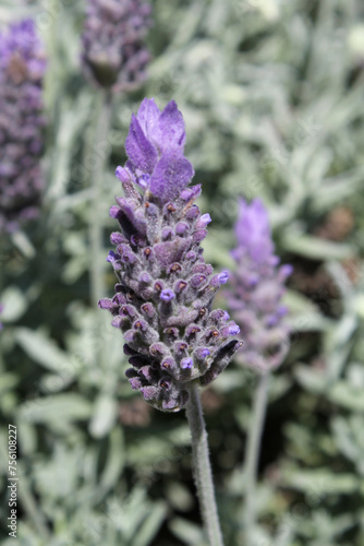 Close up of a lavender flower on a plant in a garden