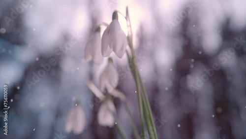SLOW MOTION, CLOSE UP, DOF: A fresh spring mist starts falling upon a cluster of white snowbell flowers. Bright sunlight protrudes through the trees above. Mist falls in the background full of light. photo