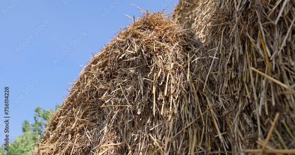 wheat straw collected in stacks after grain harvest, yellow straw from wheat after harvest for sale wheat straw collected in stacks after grain harvest, yellow straw from wheat after harvest for sale