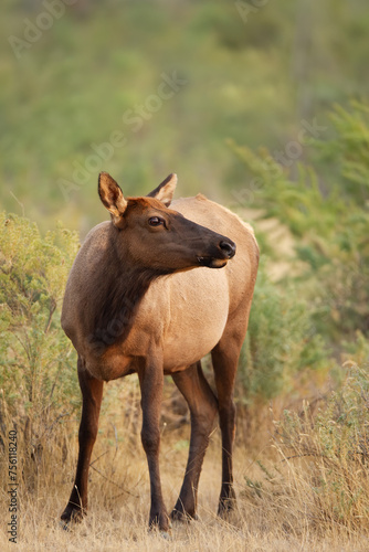 Female elk during rut in Montana