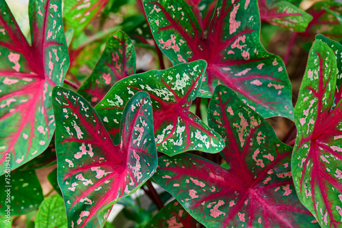 A beautiful of pink Caladium leaf in the garden