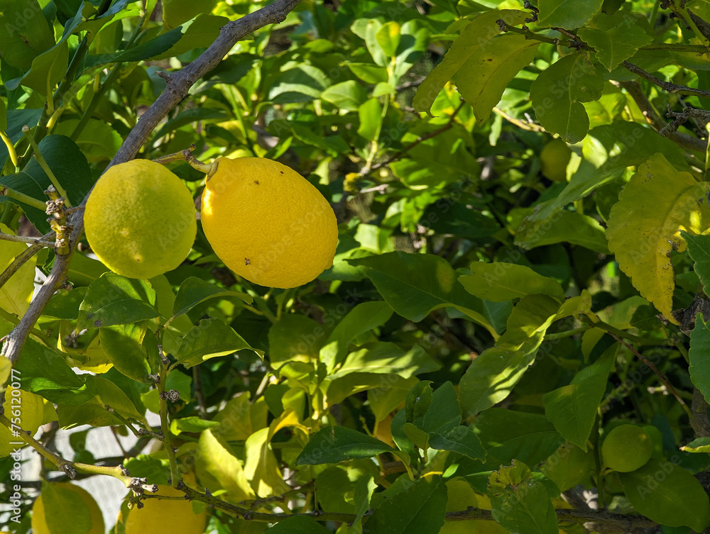 Garden lemon tree with ripe and unripe fruit on sunny day. Yellow and green lemons surrounded by green branches and leaves. Detail of citrus tree branch with blurred background.