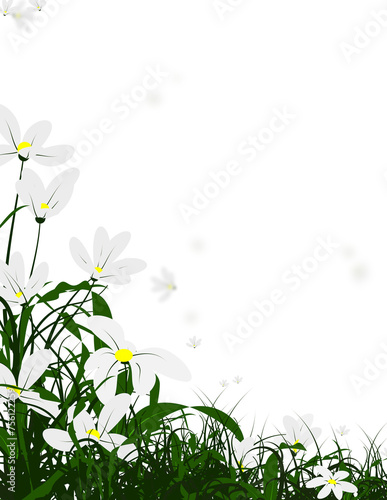 Grass daisies field frame, Flower daisy background.