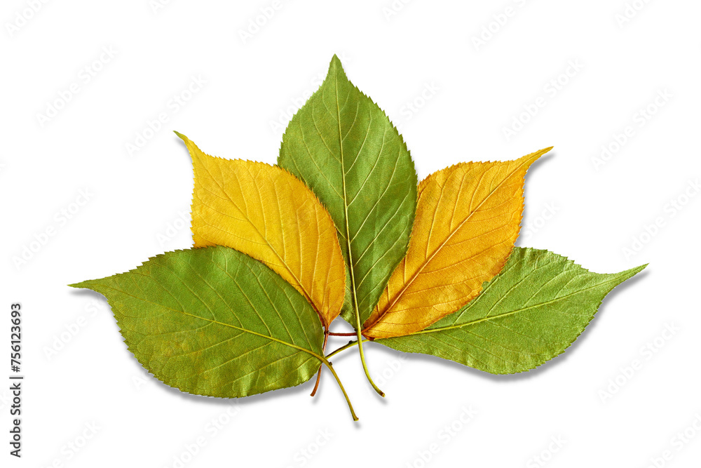 Fototapeta premium colorful green yellow leaves texture in cutout transparent background,png format 