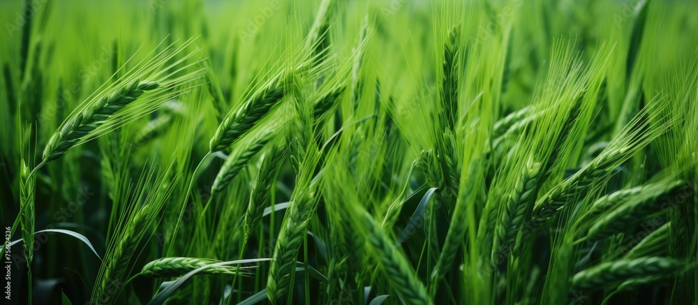 A close up of a field of green wheat, a terrestrial plant in the grass family, swaying in the wind, part of the natural landscape in agriculture A close up of a field of green wheat, a terrestrial plant in the grass family, swaying in the wind, part of the natural landscape in agriculture