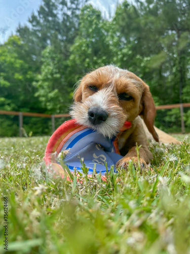 Vertical shot of a Beagle-Terrier Mix Dog lying outside playing with a frisbee