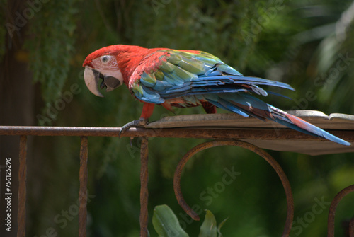 Guacamayas,rojas,azules,nos despiertan en la mañana con su algarabia!