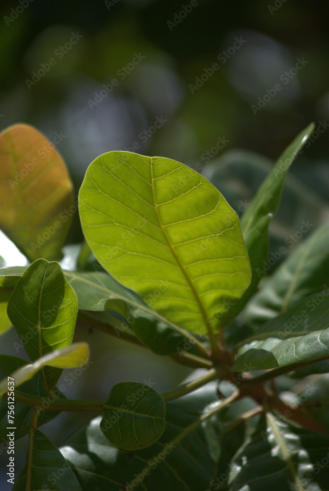 Verde,nuestro mundo debe ser cada dia mas verde! Verde,nuestro mundo debe ser cada dia mas verde!