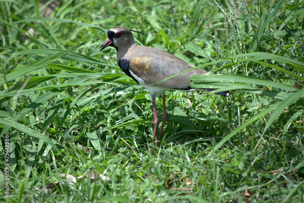 Obraz premium El alcaravan siempre esperandonos al borde del camino.