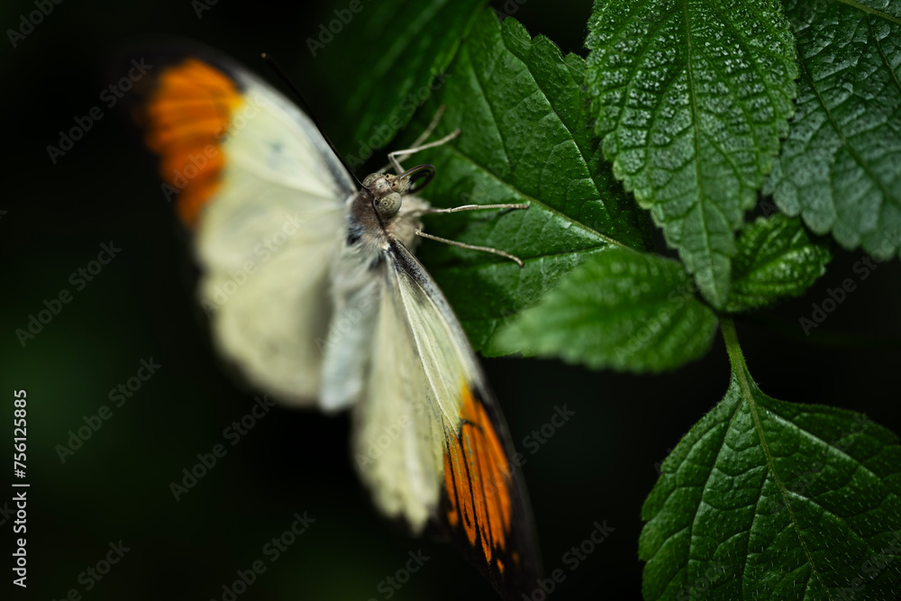 Orange Tip Butterfly Orange Tip Butterfly