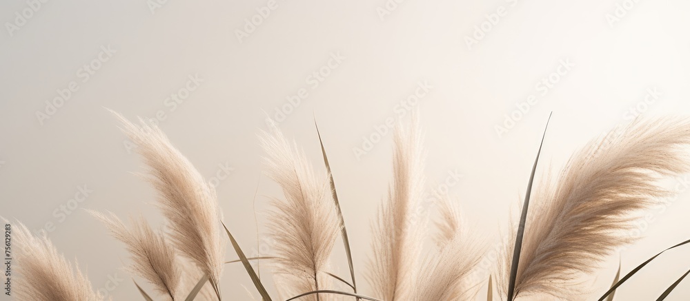 Close-up of pampas grass on beige background with dark center edge, ideal for minimalist Scandinavian home decor and various design purposes. Close-up of pampas grass on beige background with dark center edge, ideal for minimalist Scandinavian home decor and various design purposes.