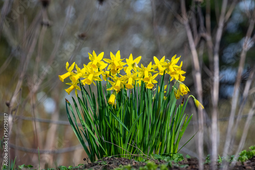 Bright yellow classic daffodils blooming in a sunny winter garden, framed by branches
