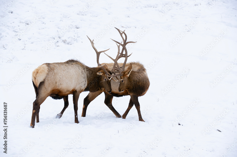 Elks sparring in the snow in Yellowstone National Park Elks sparring in the snow in Yellowstone National Park