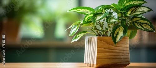 Eco-friendly houseplant in container