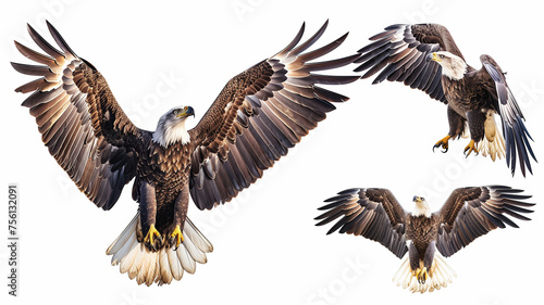Majestic bald eagle in flight on white background