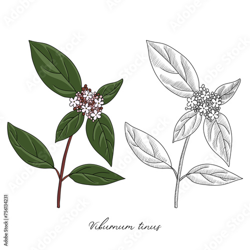 vector drawing laurustinus, Viburnum tinus, hand drawn illustration of medicinal plant photo