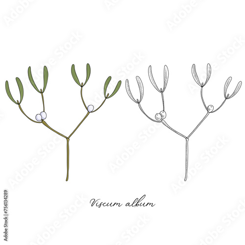vector drawing mistletoe, Viscum album, hand drawn illustration of medicinal plant