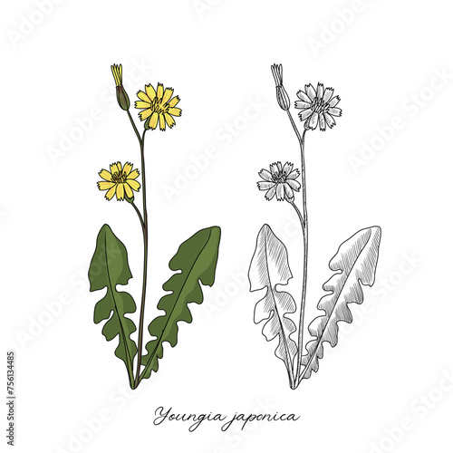 vector drawing japanese hawkweed , Youngia japonica , hand drawn illustration of medicinal plant