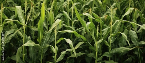 A closeup of a field of corn plants basking in the sunlight  showcasing the beauty of terrestrial plants in agriculture