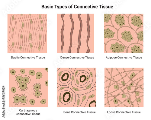 Basic Types of Connective Tissue Science Design Vector Illustration Diagram