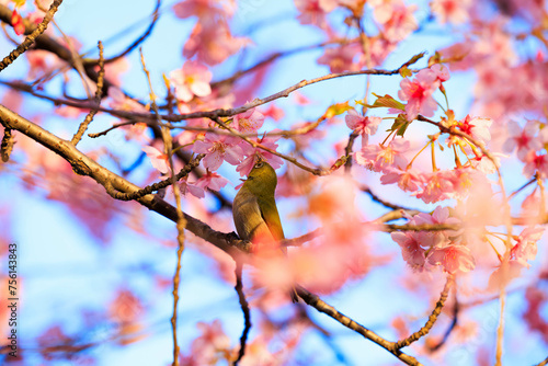 河津桜とメジロ