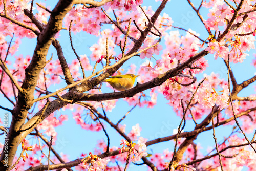 河津桜とメジロ