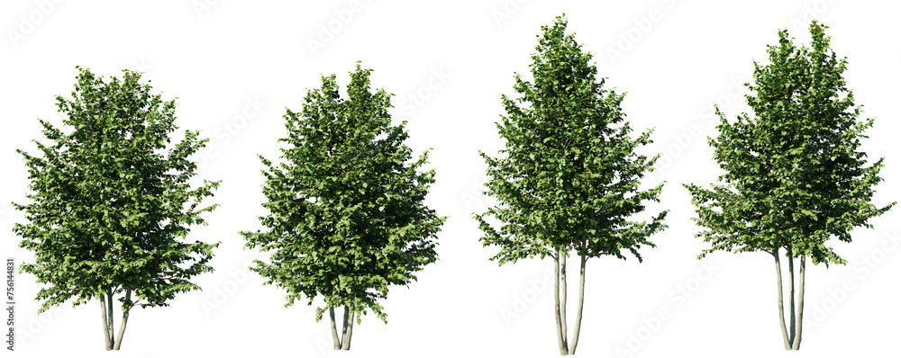 Isolated trees gardening,Tilia platyphyllos tree on transparent background.3d rendering PNG