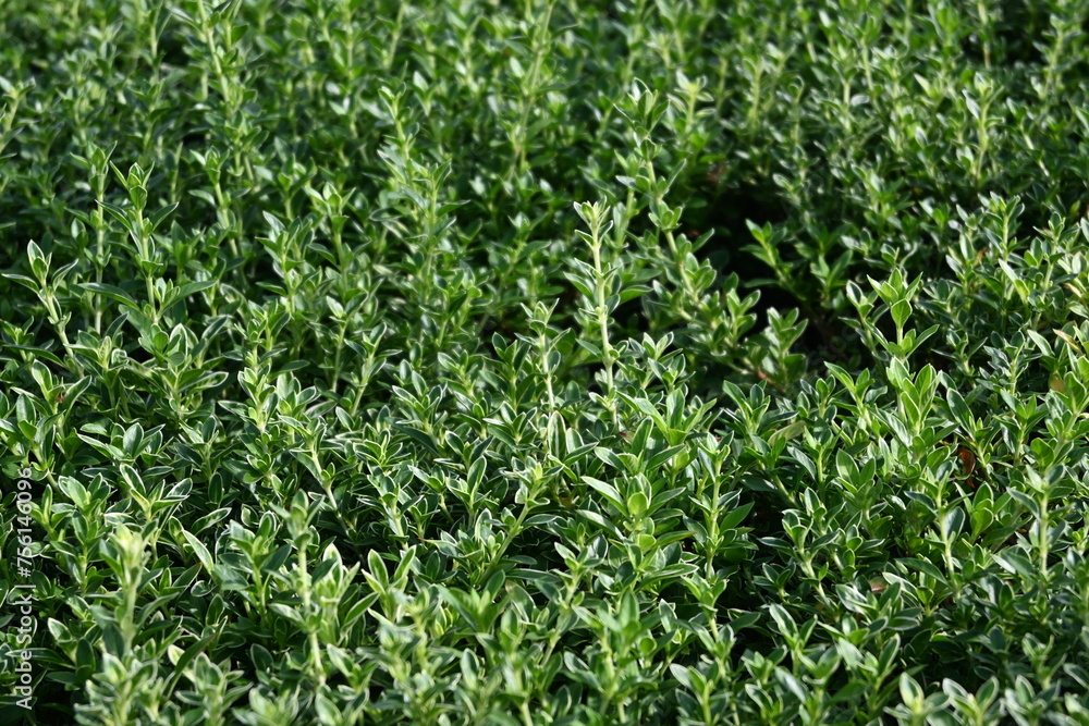close plant bush close plant bush
