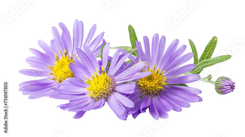 Realistic Aster Flower on Transparent Background  Transparent Background PNG