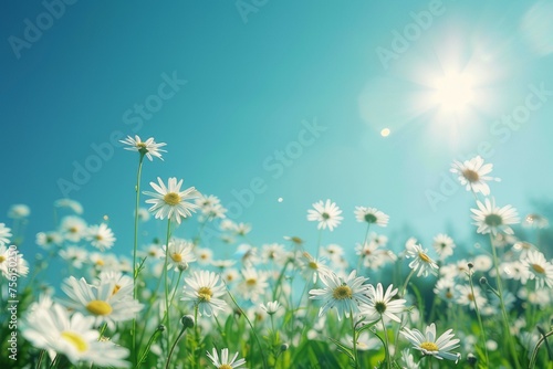 A field of bright daisies under a clear blue sky