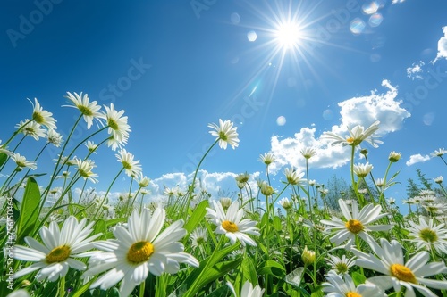 A field of bright daisies under a clear blue sky
