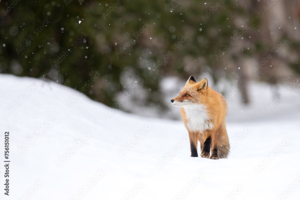 Fototapeta premium 冬のキタキツネ