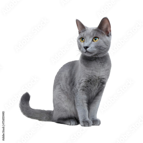 Russian blue cat isolated on PNG transparent background