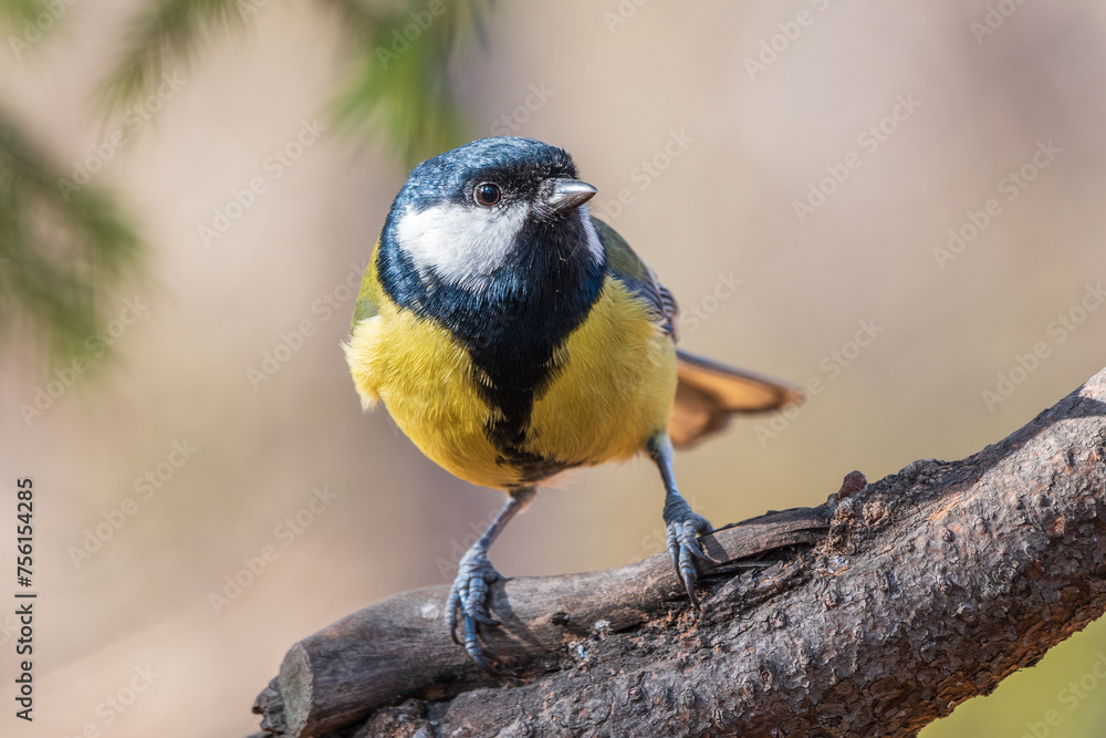 Obraz premium Cute bird Great tit, songbird sitting on the branch with blurred background