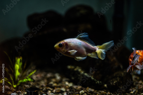 Dark Photo of Dramatic Coloring and Pink Scales on Indoor House Fish