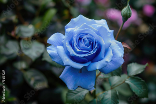 A rare and beautiful blue rose in full bloom